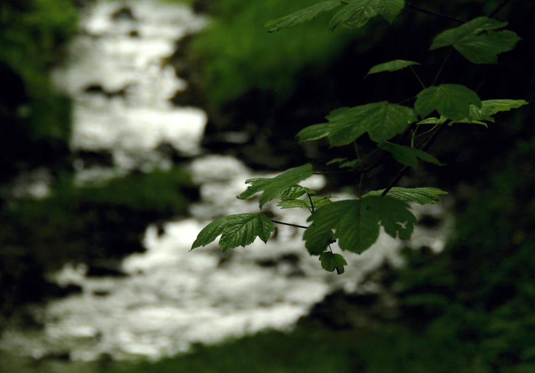 20100529111703_Krynica_02